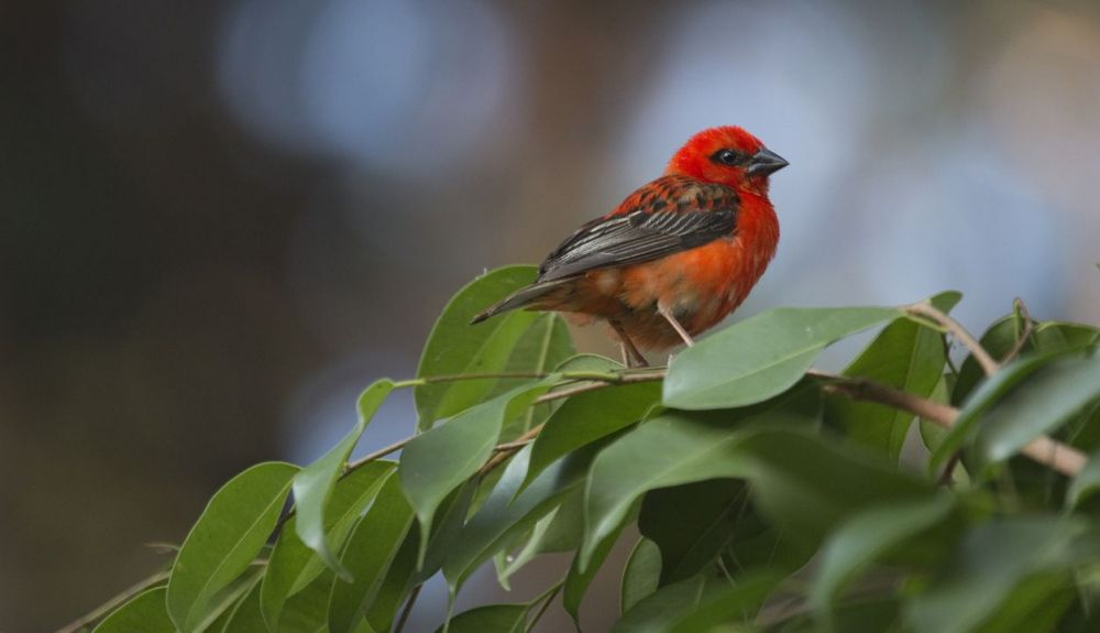 Una especie endémica de Madagascar, el pájaro fody rojo. Una especie endémica de Madagascar, el pájaro fody rojo.