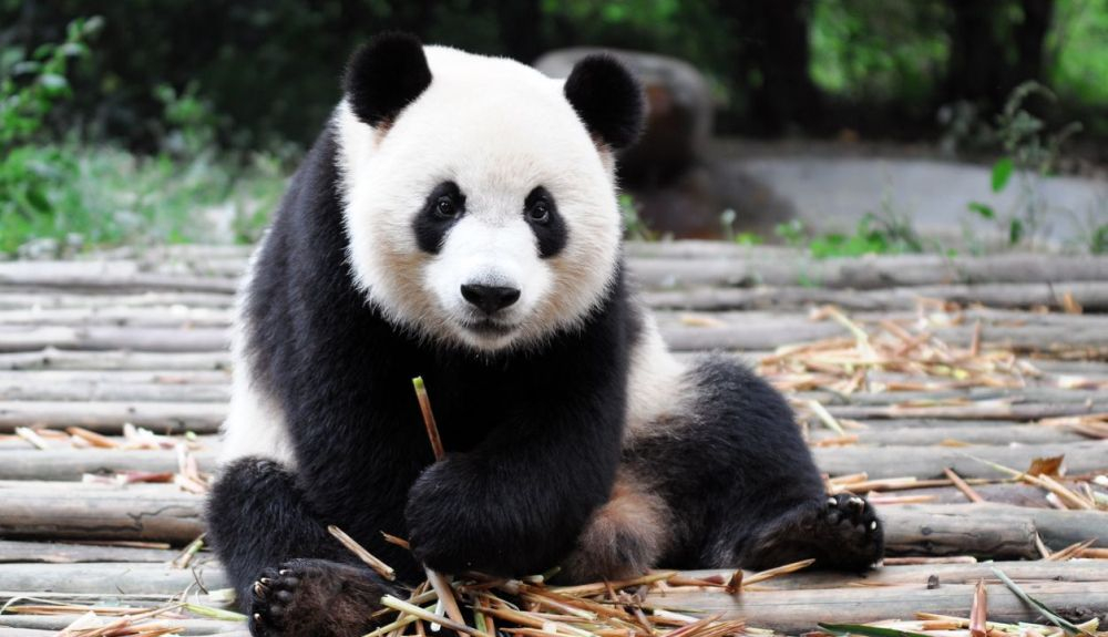 Este acuerdo busca que muchas especies, como el oso panda, desaparezcan. Este acuerdo busca que muchas especies, como el oso panda, desaparezcan.