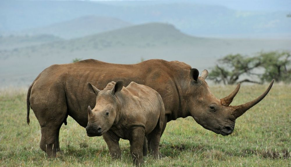 El rinoceronte es una de las especies que están en peligro de extinción. El rinoceronte es una de las especies que están en peligro de extinción.