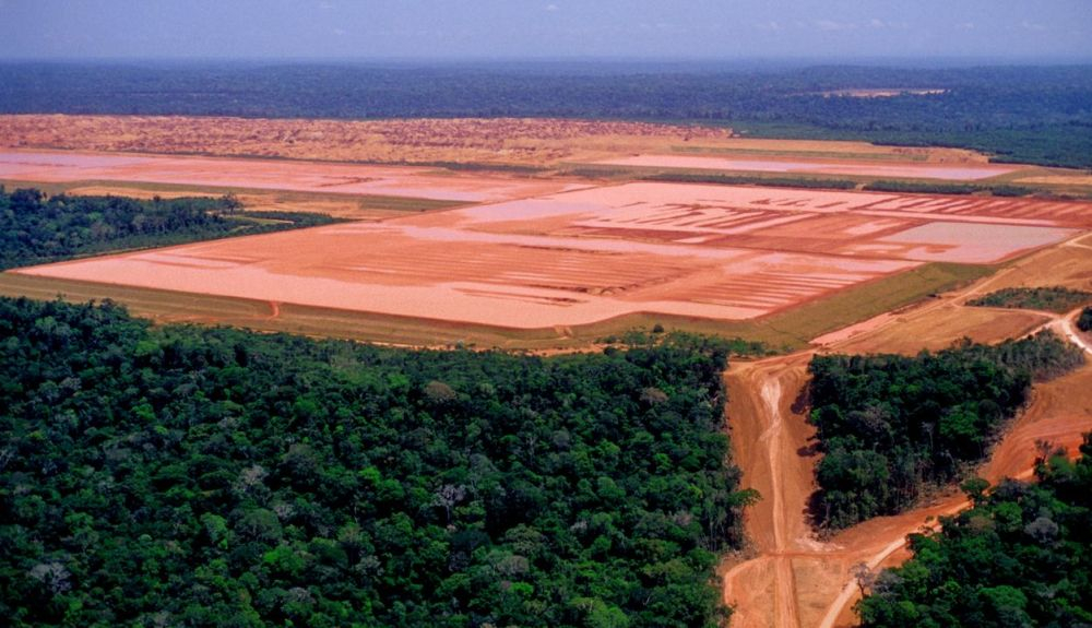 La deforestación pone en peligro la biodiversidad. La deforestación pone en peligro la biodiversidad.