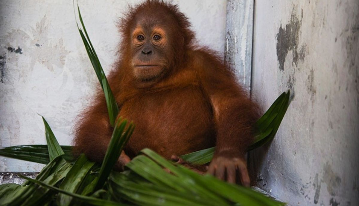 Animales, como este orangután en Indonesia, están en peligro de extinción debido a la deforestación ilegal.