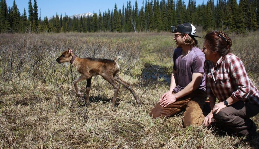 Jeff Gollner y Line Giguère con una cría de caribú Klinse Za en un corral de maternidad, ubicado en el norte de la Columbia Británica. Jeff Gollner y Line Giguère con una cría de caribú Klinse Za en un corral de maternidad, ubicado en el norte de la Columbia Británica.
