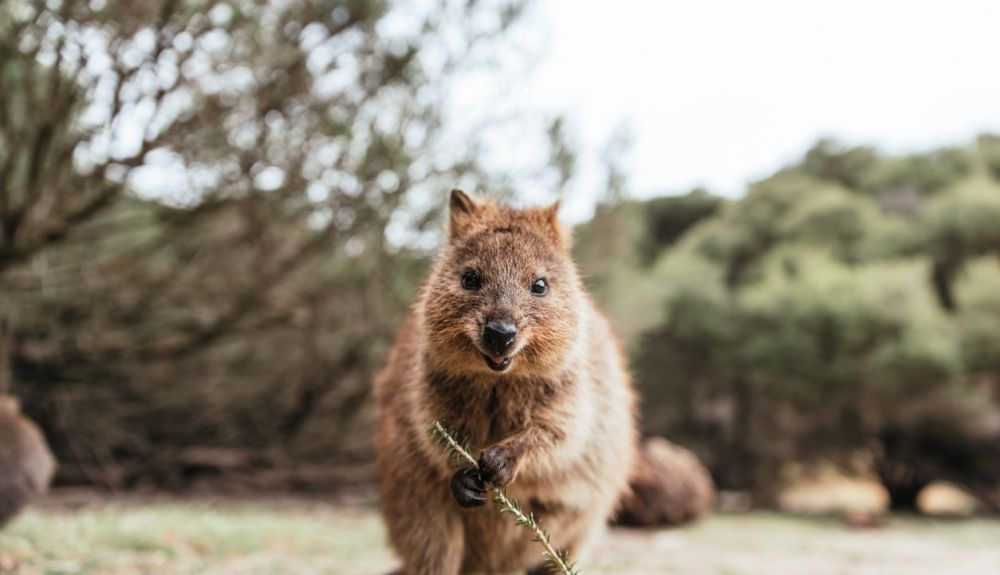 El quokka mide 40 centímetros de longitud y vive en el oeste de Australia.