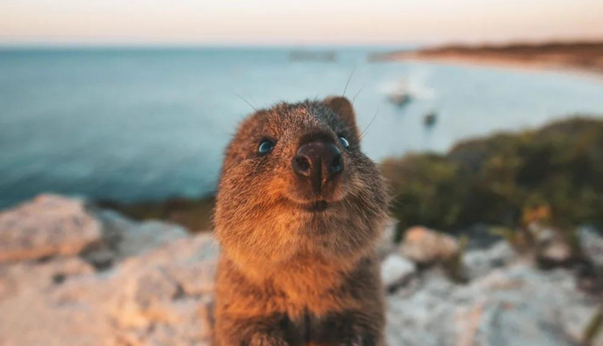 El quokka, en el año 2013, fue declarado el animal más feliz del mundo por The Huffington Post.