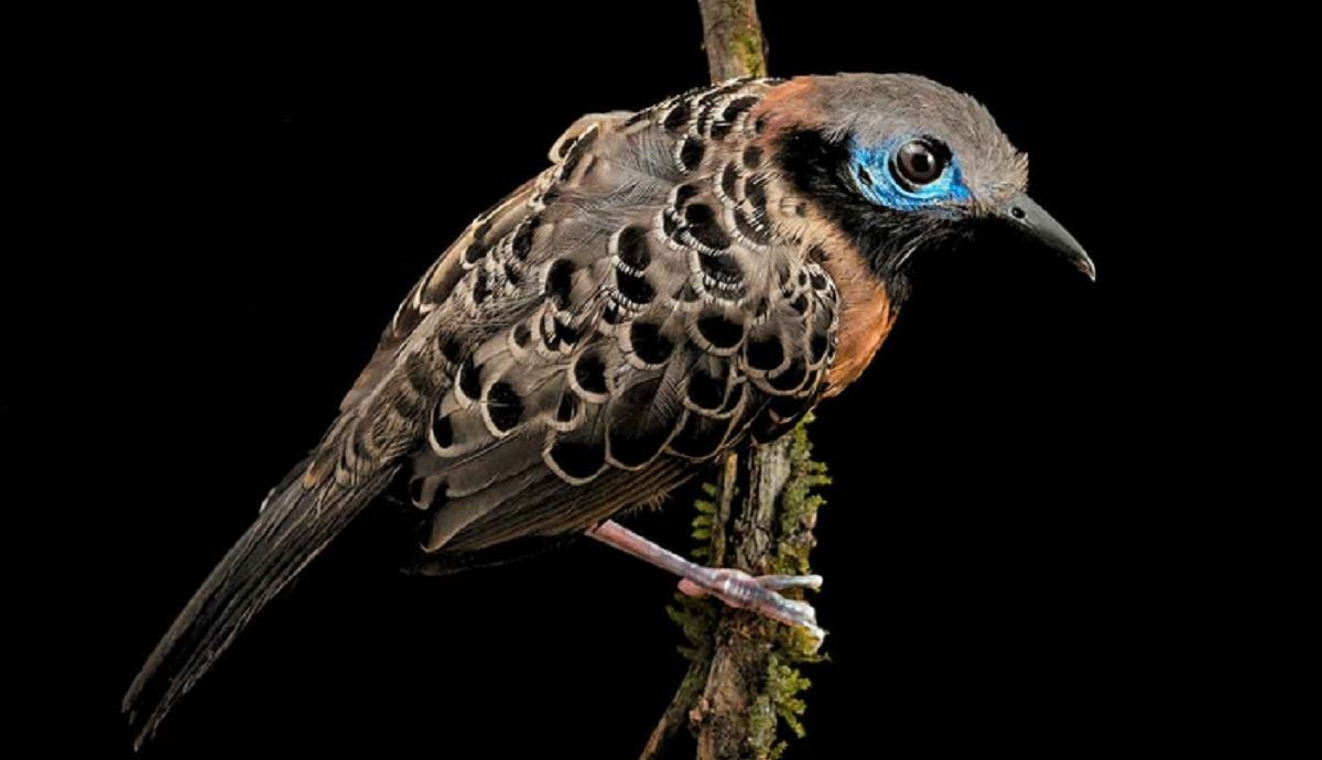 Un hormiguero ocelado, una de las aves que han sufrido un descenso en su número de ejemplares.