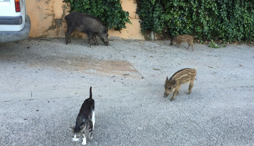 Un jabalí y un gato, en el Área Metropolitana de Barcelona. Un jabalí y un gato, en el Área Metropolitana de Barcelona.