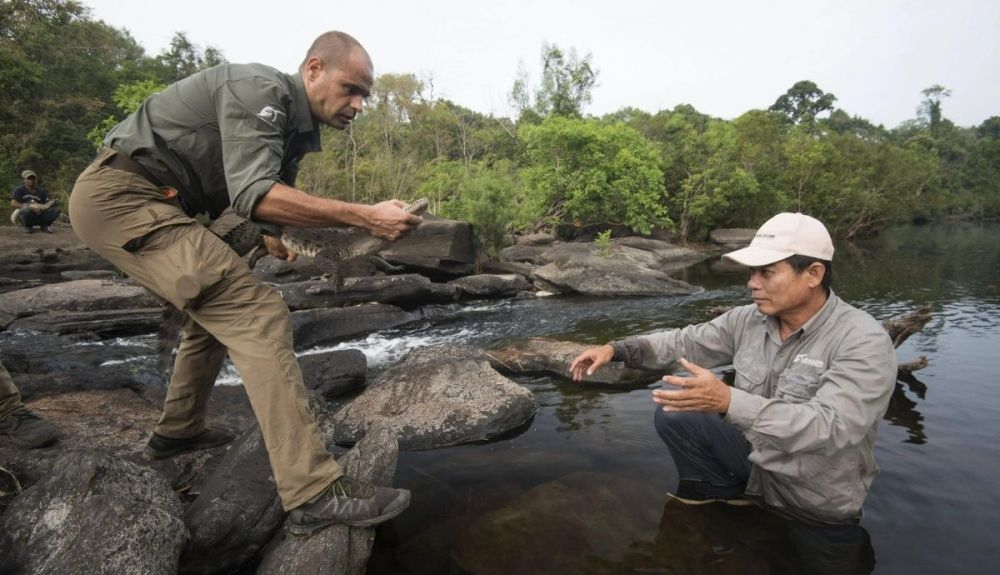 Pablo Sinovas considera que los esfuerzos realizados para la conservación de los cocodrilos está comenzando a dar sus frutos. Pablo Sinovas considera que los esfuerzos realizados para la conservación de los cocodrilos está comenzando a dar sus frutos.