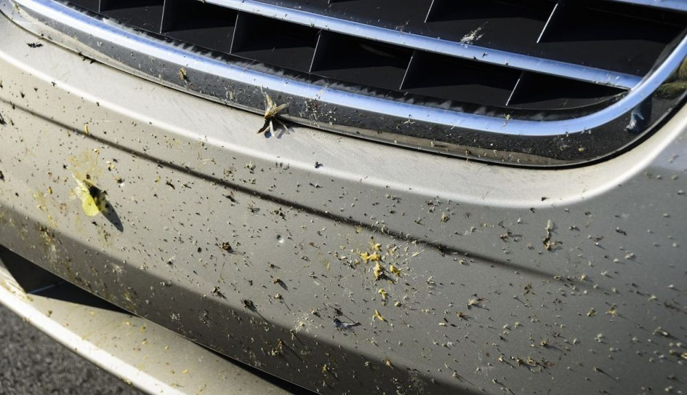 Se estima que 228 billones de insectos mueren cada año en los 36 millones de kilómetros de carreteras del mundo. Se estima que 228 billones de insectos mueren cada año en los 36 millones de kilómetros de carreteras del mundo.