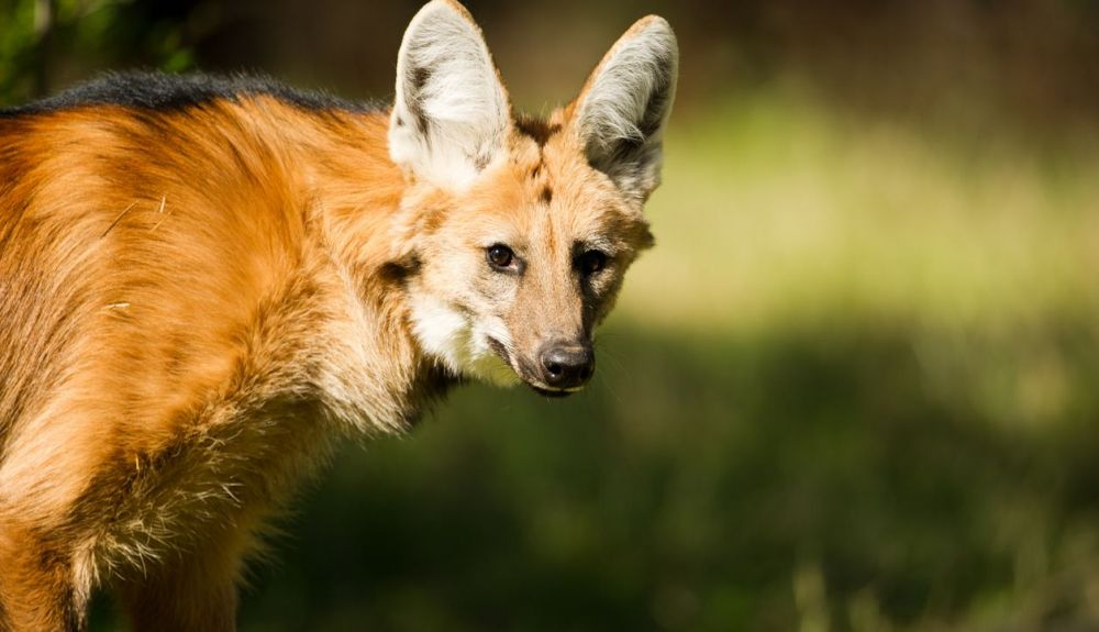 El lobo de crin puede extinguirse como consecuencia del tráfico rodado.