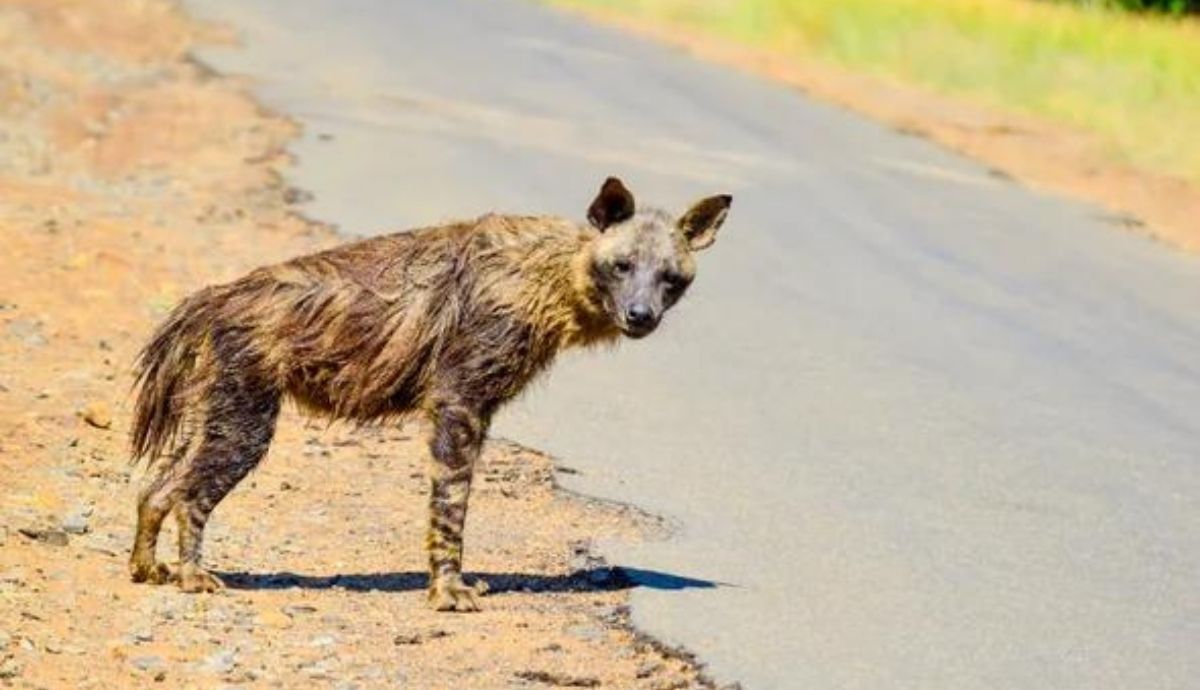 La hiena parda, es una especie en grave peligro, como consecuencia del tráfico.