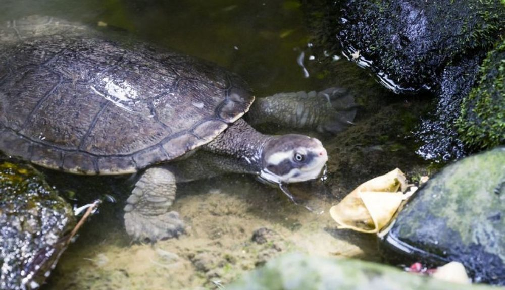 Esta tortuga es conocida por respirar por su trasero. Esta tortuga es conocida por respirar por su trasero.