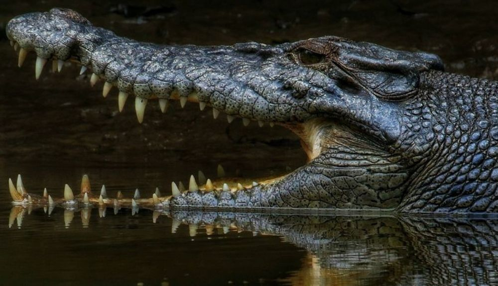 Este cocodrilo es el resultado de millones de años de evolución. Este cocodrilo es el resultado de millones de años de evolución.