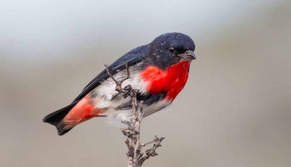 Solo los machos como éste tienen la garganta y el pecho rojos. Solo los machos como éste tienen la garganta y el pecho rojos.