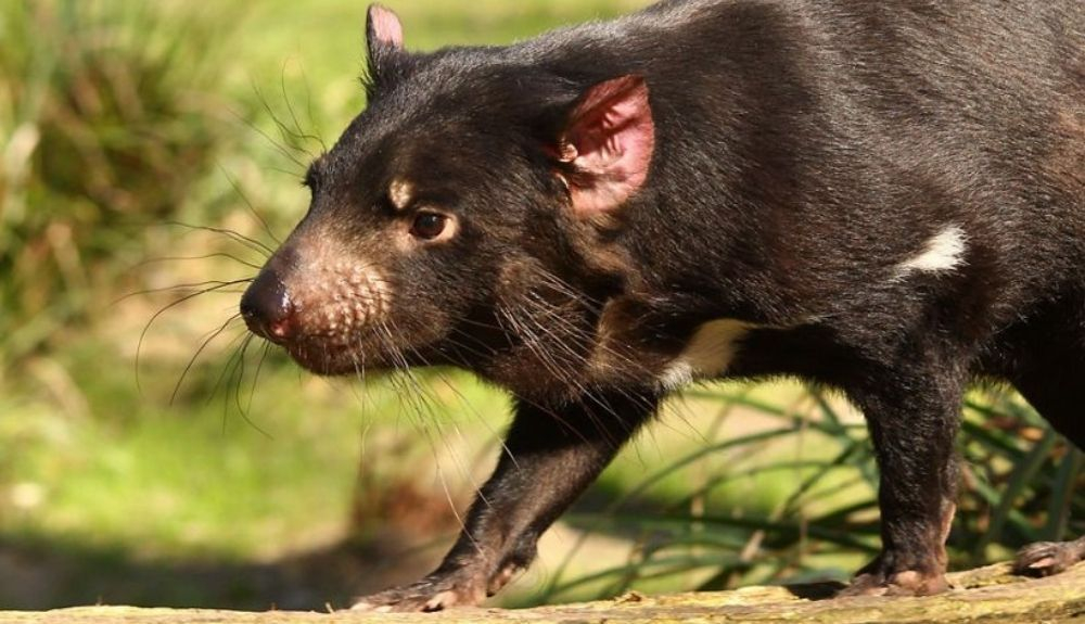 El demonio de Tasmania ayuda a controlar las especies introducidas en el país. El demonio de Tasmania ayuda a controlar las especies introducidas en el país.