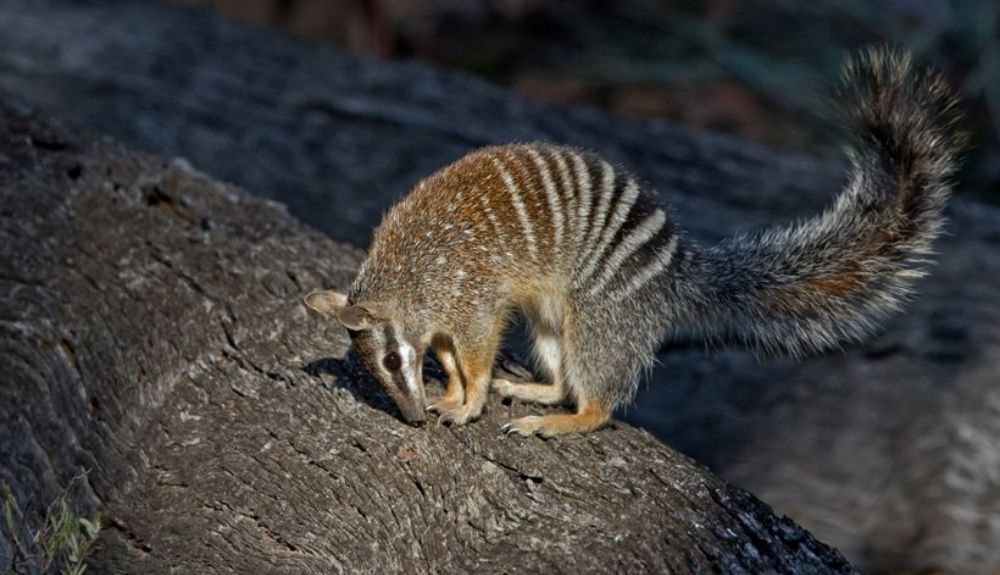 El numbat es el único marsupial diurno. El numbat es el único marsupial diurno.
