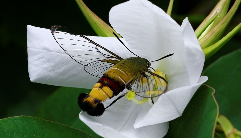Esta polilla tiene las alas transparentes. Esta polilla tiene las alas transparentes.