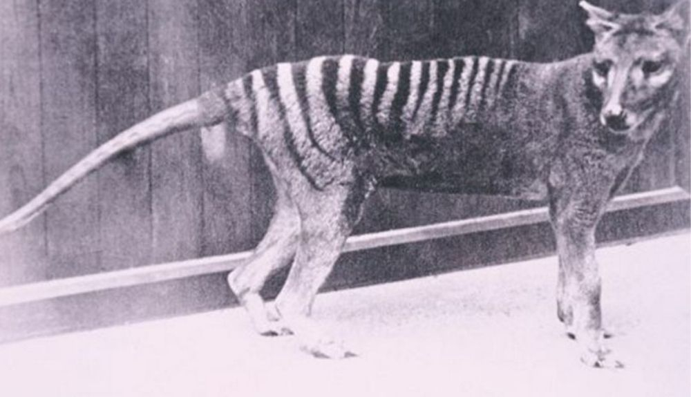 Una foto del últmo ejemplar de tigre de Tasmania. Una foto del últmo ejemplar de tigre de Tasmania.