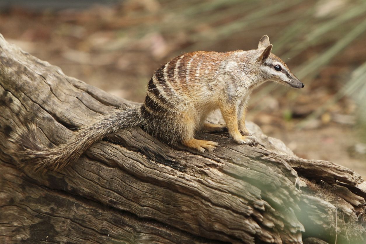 El numbat es uno de los animales de Australia que no se pueden encontrar en ningún otro lugar.