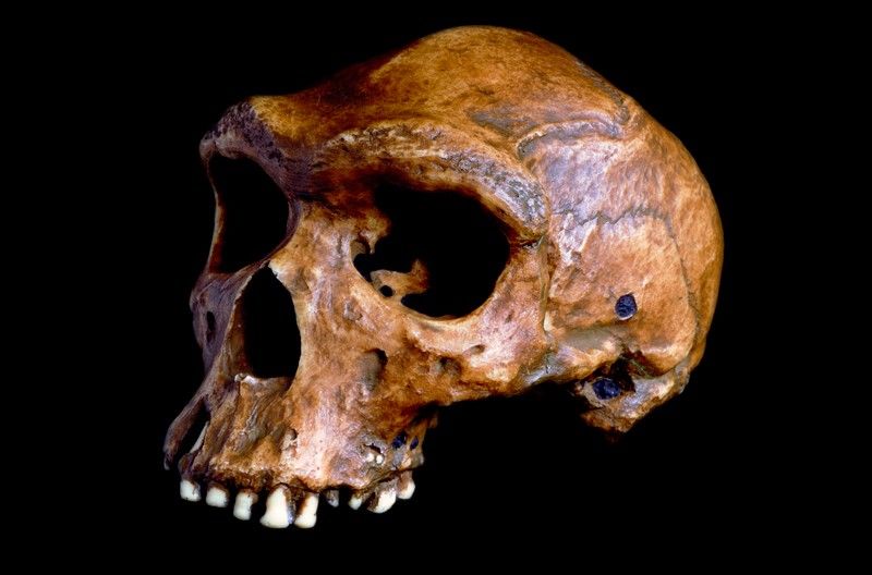 La primera especie humana, Homo heidelbergensis, podría haber sido capaz de extenderse por toda la Tierra porque surgieron condiciones climáticas.