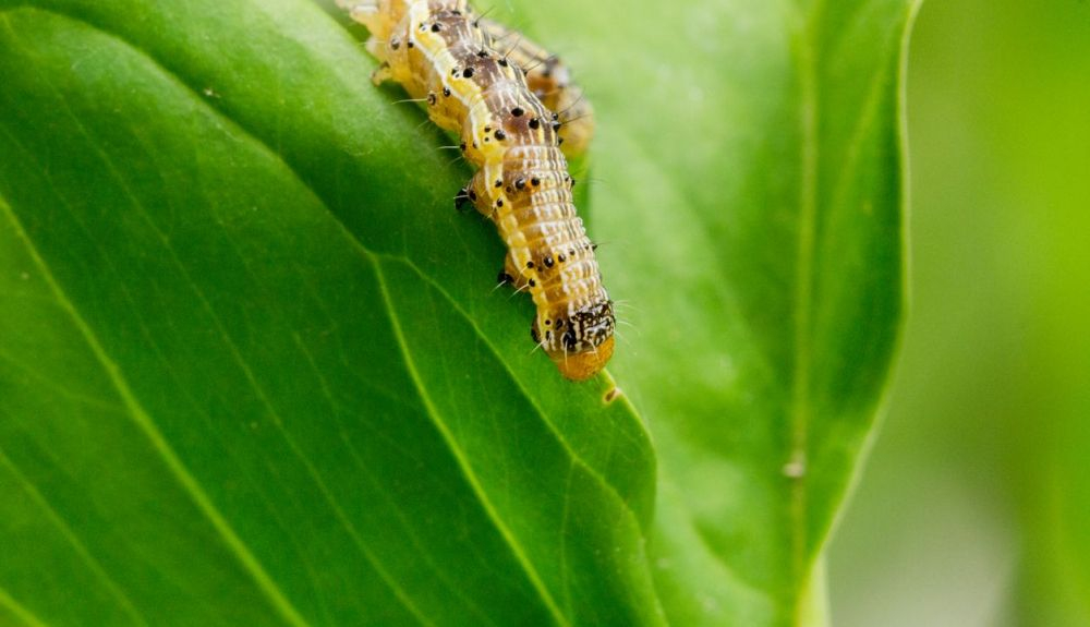 La oruga zombi está infectada por un baculovirus. La oruga zombi está infectada por un baculovirus.