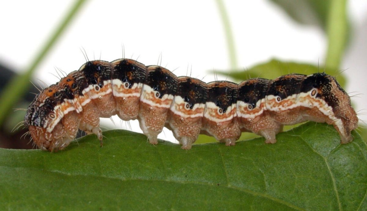Las orugas de la polilla del gusano cogollero del algodón se mueven hacia el cielo cuando se infectan con un virus.