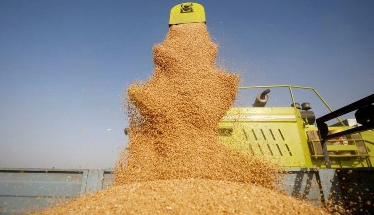 La India es uno de los principales productores mundiales de trigo.