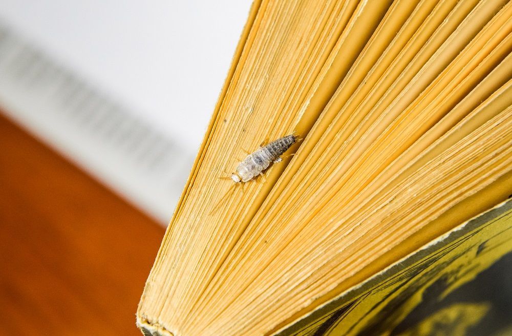 El pececillos de plata es uno de los insectos bibliófagos.
