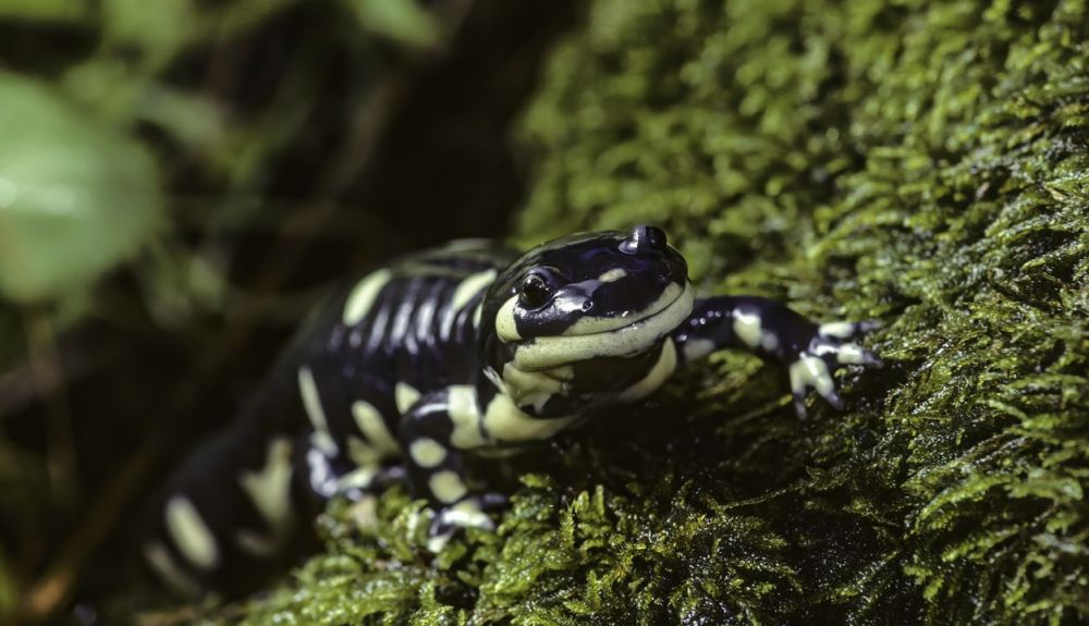 La salamandra tigre de California (Ambystoma californiense) es un anfibio en peligro de extinción.