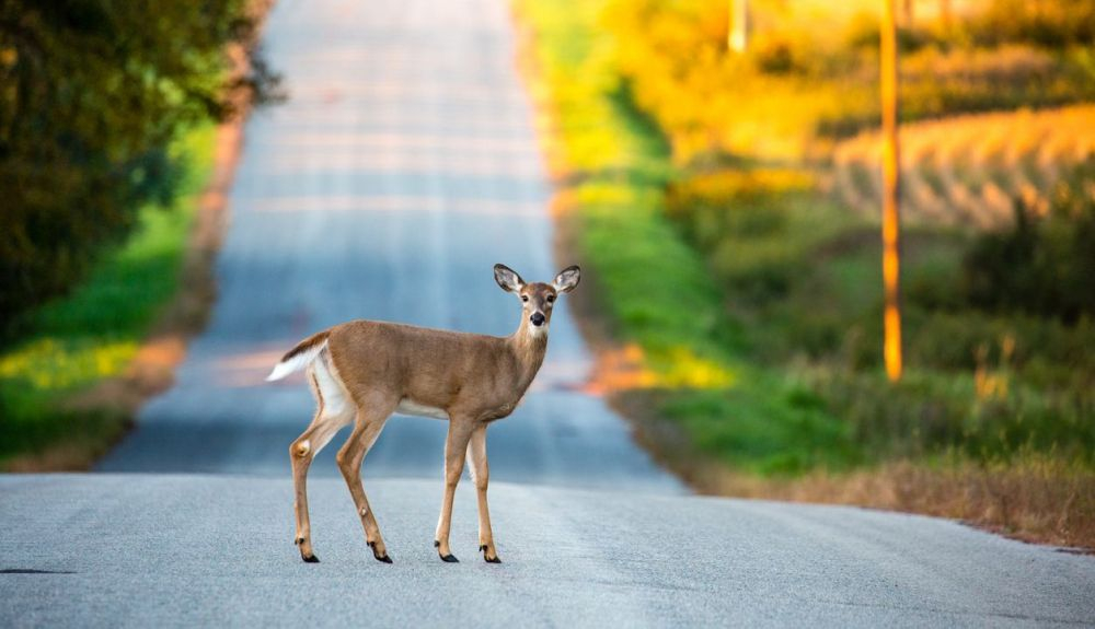 Ciervo de cola blanca (Odocoileus virginianus), en una carretera de Wisconsin.