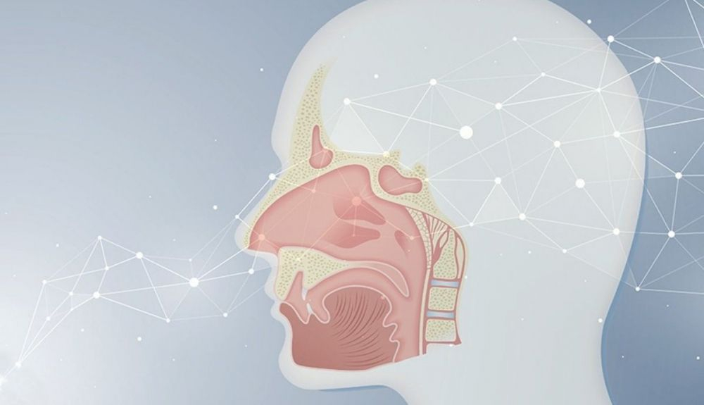 Explicación del MIT sobre el nuevo avance de la neurociencia sobre el olfato.