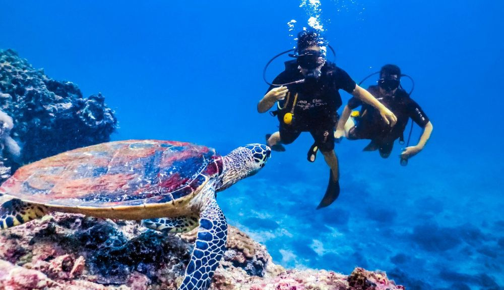 Una de las principales actividades de este archipiélago es el buceo. Una de las principales actividades de este archipiélago es el buceo.