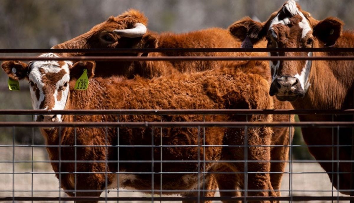 El consumo de carne roja impulsa la deforestación y es una fuente importante de emisiones de metano.