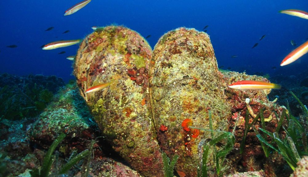 La nacra (Pinna nobilis), animal endémico del Mediterráneo, habita principalmente en los prados de posidonia en mar abierto. La nacra (Pinna nobilis), animal endémico del Mediterráneo, habita principalmente en los prados de posidonia en mar abierto.