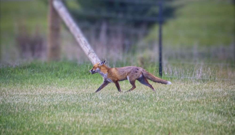 Zorro rojo, en una granja en el centro de Victoria, Australia.