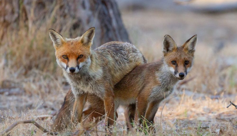 Los zorros matan a una gran diversidad de especies autóctonas.