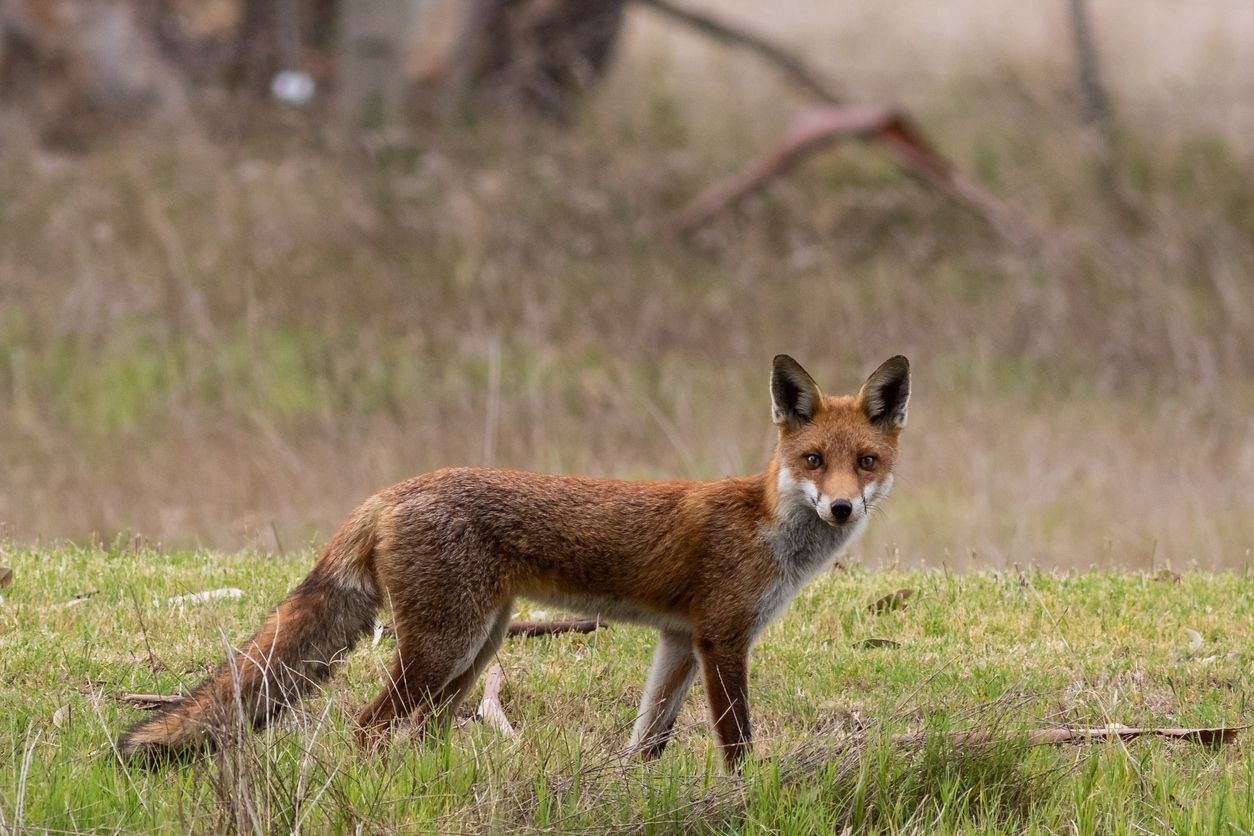 Los zorros han jugado un papel importante en las extinciones de mamíferos del país.