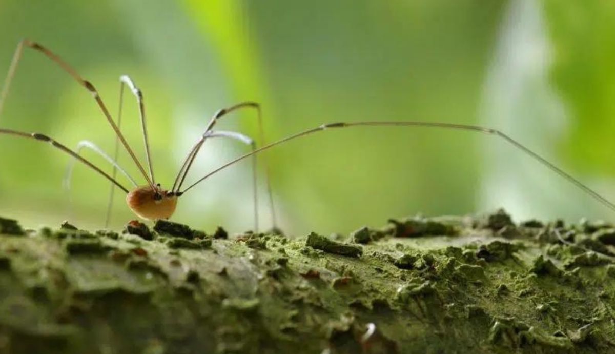 En el estudio, se ha modificado genéticamente especímenes de opilión cambiando la longitud o el tipo de sus piernas.