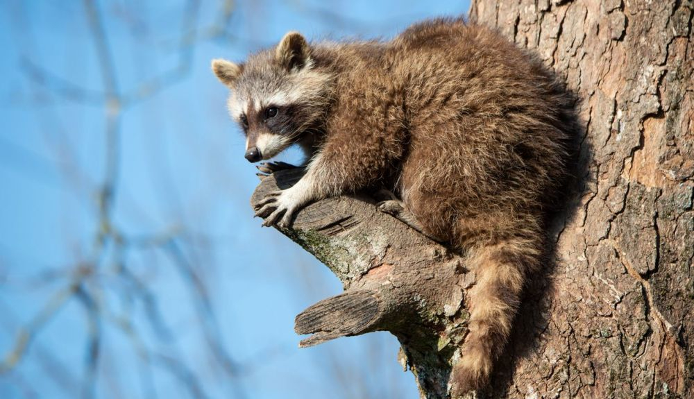 El tanuki y el zorro gris norteamericano son las únicas especies de cánidos que exhiben este pueden trepar árboles. El tanuki y el zorro gris norteamericano son las únicas especies de cánidos que exhiben este pueden trepar árboles.