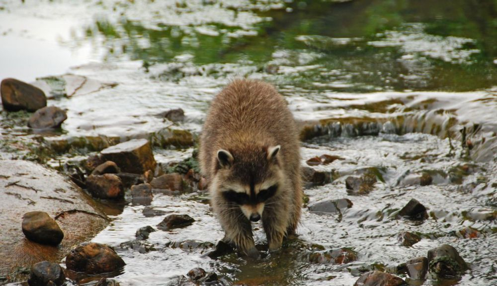 El tanuki se ha extendido a toda Europa, donde se considera una especie invasora. El tanuki se ha extendido a toda Europa, donde se considera una especie invasora.