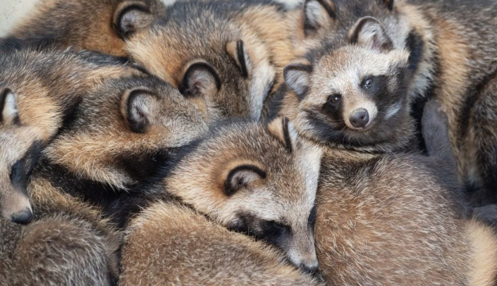 Estos animales viven junto a sus cachorros durante cuatro o cinco meses después del nacimiento. Estos animales viven junto a sus cachorros durante cuatro o cinco meses después del nacimiento.