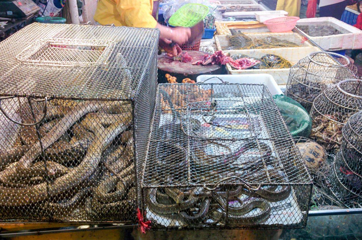 Animales comercializados, muchos en los típicos mercados húmedos asiáticos. / ©Adobe Stock
