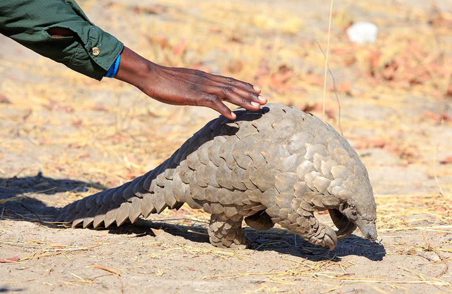 El tráfico ilegal de pangolines se ha trasladado a África
