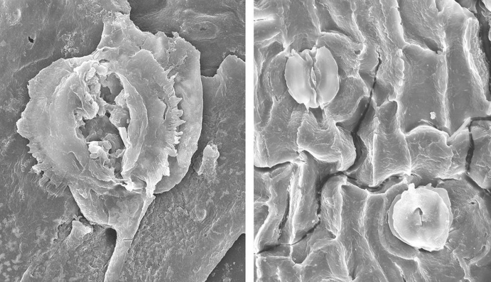 Imagen del microscopio del carbón vegetal estudiado. Imagen del microscopio del carbón vegetal estudiado.