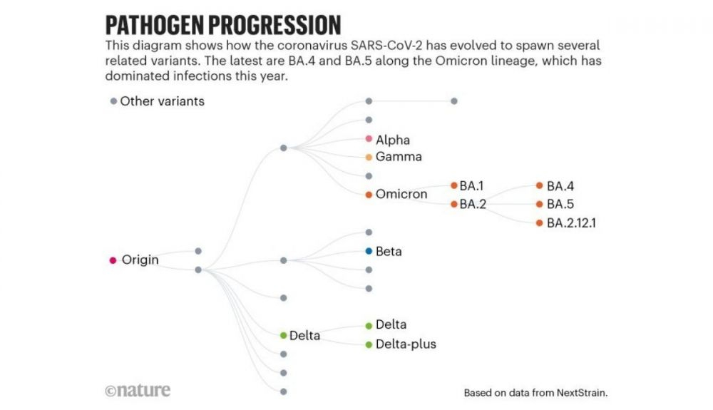 Progresión del patógeno. Diagrama que muestra cómo el coronavirus SARS CoV 2 ha evolucionado para generar varias variantes relacionadas.