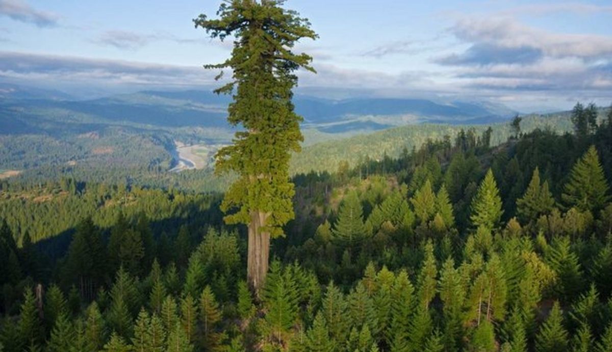 El hiperión es el árbol más alto del mundo.