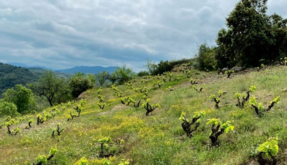 El simposio tuvo como objetivo que los viticultores y elaboradores puedan conocer mejor e implementar esta forma de trabajar la tierra. El simposio tuvo como objetivo que los viticultores y elaboradores puedan conocer mejor e implementar esta forma de trabajar la tierra.