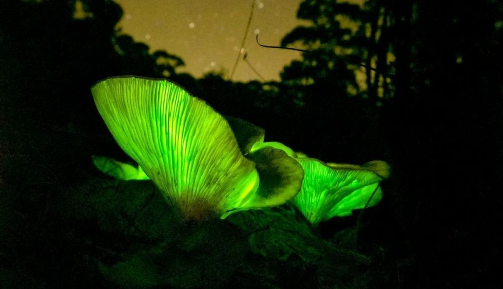 Algunos hongos producen bioluminiscencia.