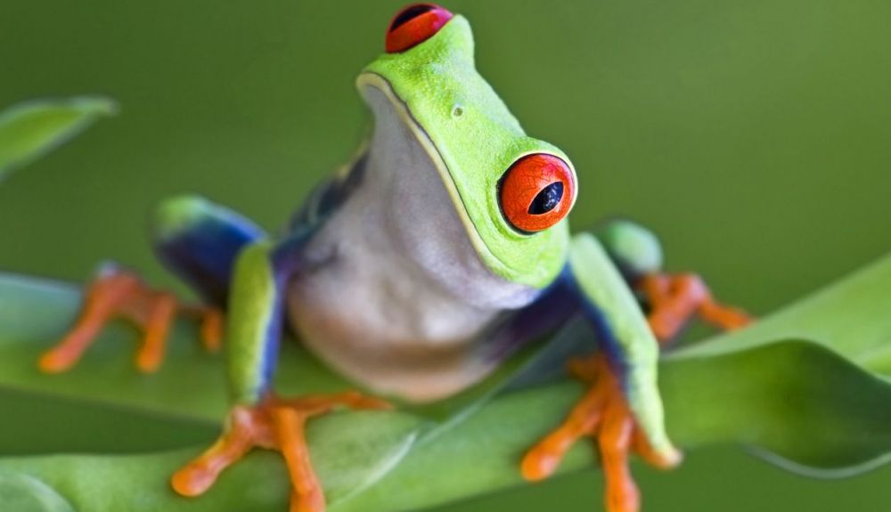 Éste es uno de los tipos de ranas más llamativos. Éste es uno de los tipos de ranas más llamativos.