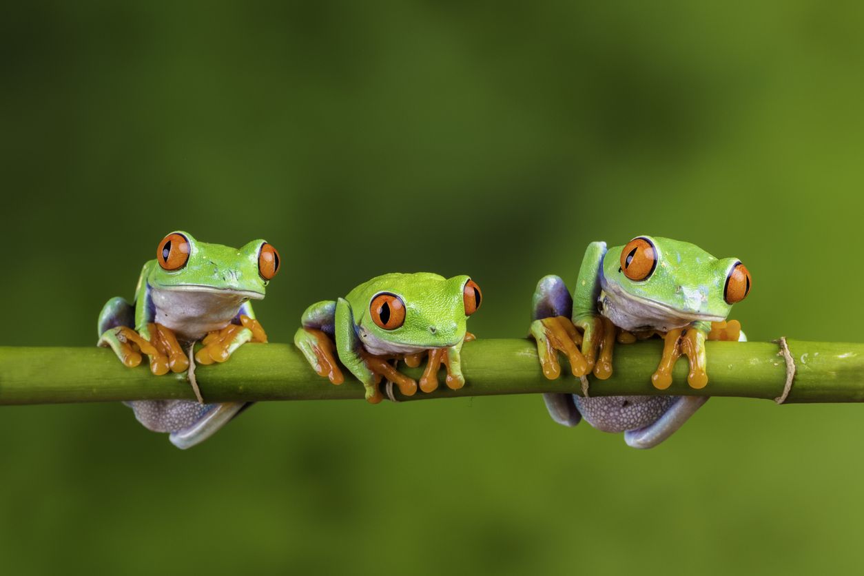 Los tipos de ranas más diversos se encuentran en la selva amazónica y los bosques de África Ecuatorial.