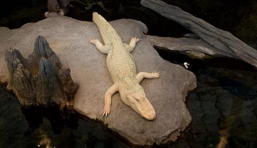 El caimán albino es un animal muy vulnerable. El caimán albino es un animal muy vulnerable.